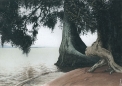 PRAIA DAS POMBAS