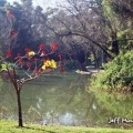 JARDIM BOTÂNICO programa Desenho de Paisagem para 2.010