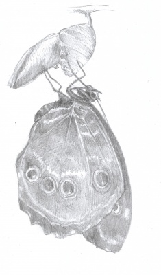 Borboleta